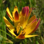 Baeometra uniflora, KRCA